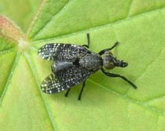 Platystoma seminationis