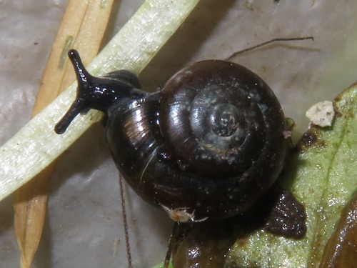 Black Gloss Snail, Leidschendam, Nederland, photo 3 of 10