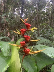 Heliconia richardiana