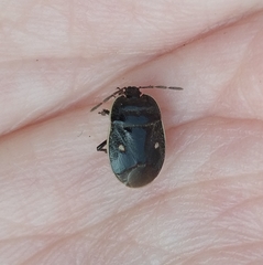 Adomerus biguttatus