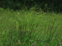 Cyperus nutans