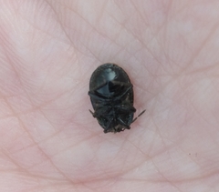 Adomerus biguttatus