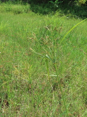 Cyperus nutans