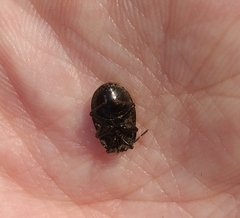 Adomerus biguttatus
