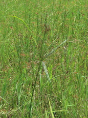 Cyperus nutans