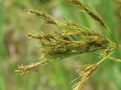 Cyperus nutans