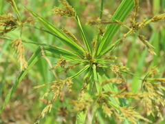 Cyperus nutans