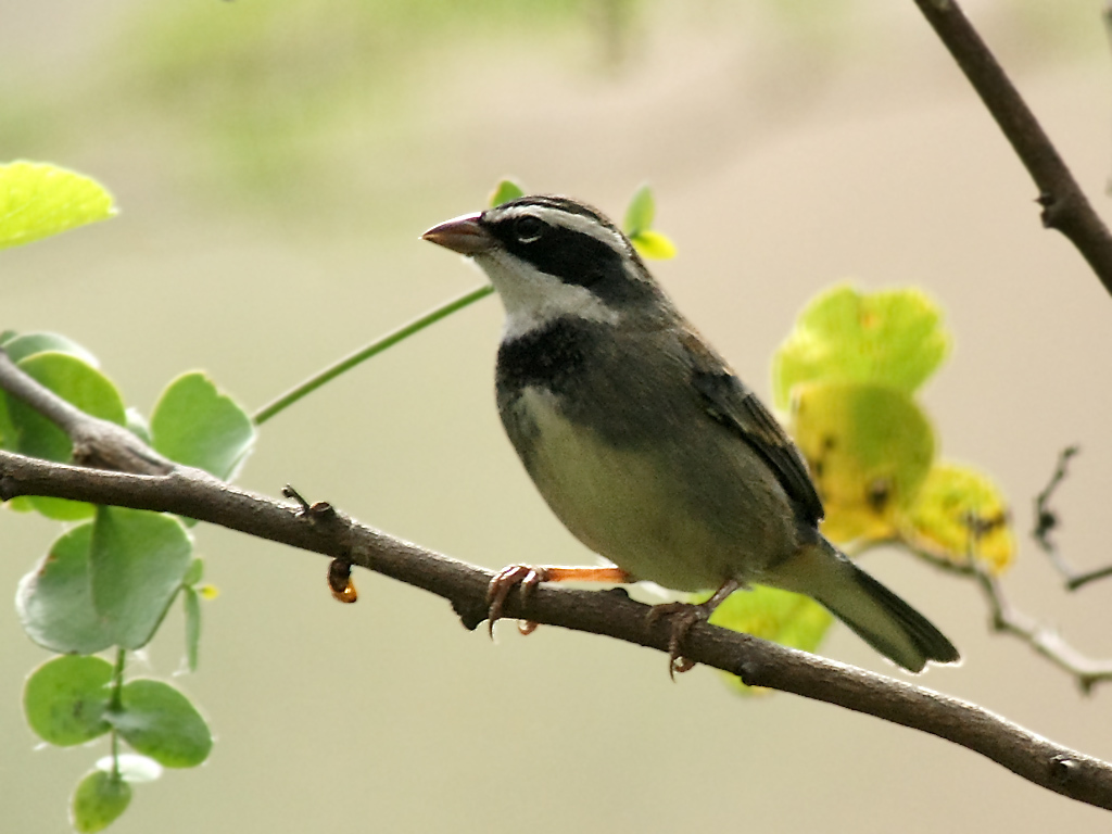 Collared Warbling-Finch