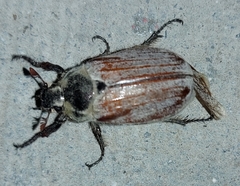 Melolontha hippocastani