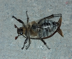 Melolontha hippocastani