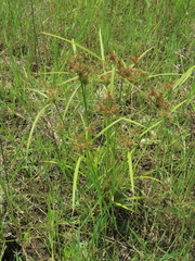 Cyperus pilosus
