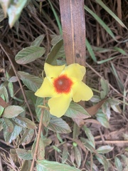 Mandevilla scabra