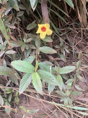 Mandevilla scabra