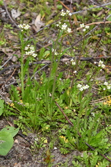 Capsella bursa-pastoris