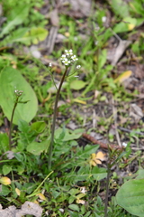 Capsella bursa-pastoris