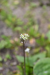 Capsella bursa-pastoris
