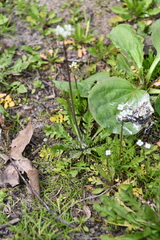 Capsella bursa-pastoris
