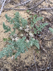 Vesper montanus