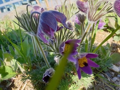 Pulsatilla vulgaris