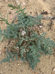 Vesper montanus