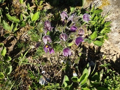 Pulsatilla vulgaris