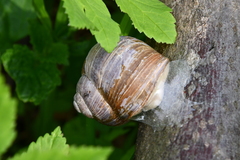 Helix pomatia