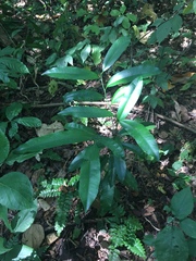 Aspidosperma megalocarpon