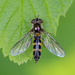 Variable Roundtail - Photo (c) Joshua Clarke, some rights reserved (CC BY-NC), uploaded by Joshua Clarke