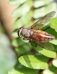 Tabanus rubidus