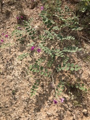 Tephrosia lindheimeri