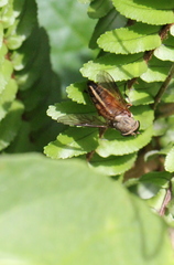 Tabanus rubidus