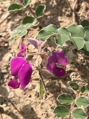 Tephrosia lindheimeri