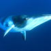 Minke Whale - Photo (c) Len2040, some rights reserved (CC BY-ND)