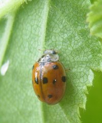 Adalia decempunctata