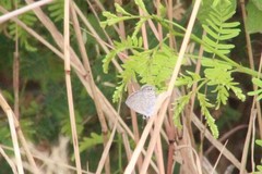 Hemiargus ramon