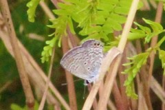 Hemiargus ramon