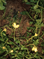 Ranunculus ternatus