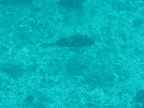 Tetraodontidae
