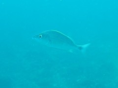 Haemulon steindachneri