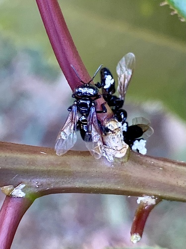 Oxytrigona ignis