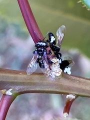 Oxytrigona