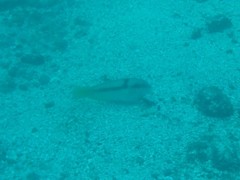 Halichoeres dispilus