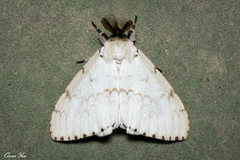 Lymantria xylina