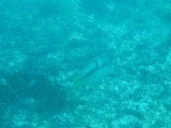 Halichoeres nicholsi