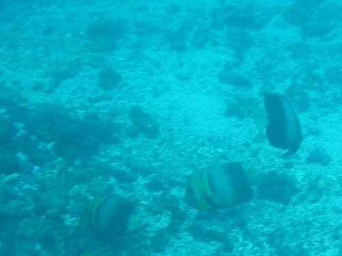 Pomacanthus zonipectus