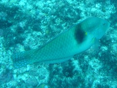 Halichoeres nicholsi