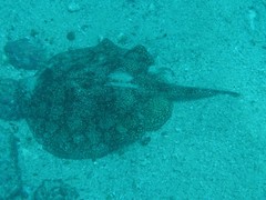 Urobatis tumbesensis