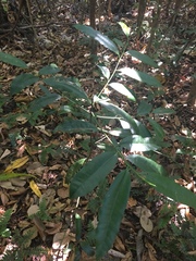 Aspidosperma megalocarpon