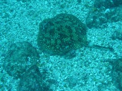 Urobatis tumbesensis