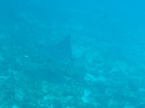 Aetobatus laticeps